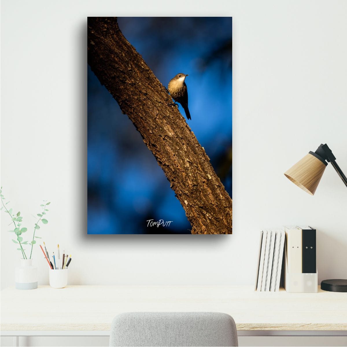 Carnarvon White-Throated Treecreeper