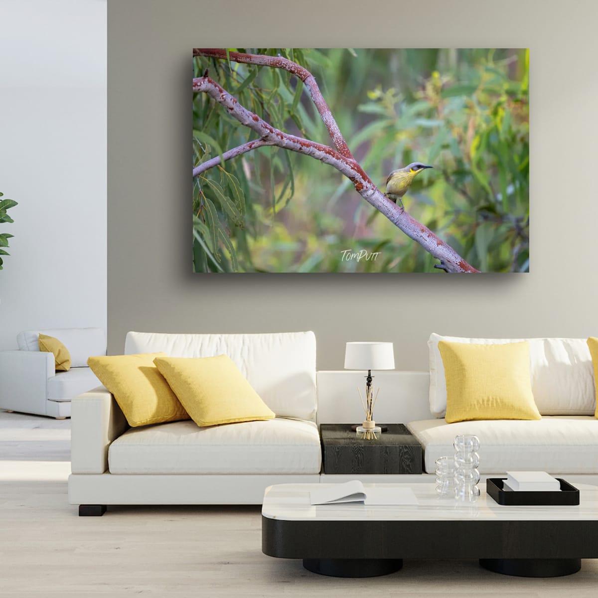Grey-Headed Honeyeater, Channel Country