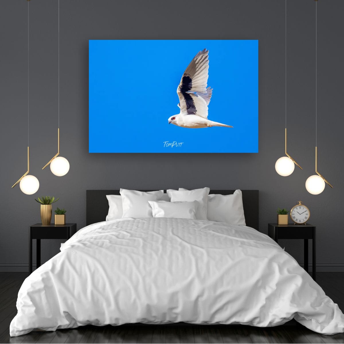 Side-Eye. Letter-Winged Kite