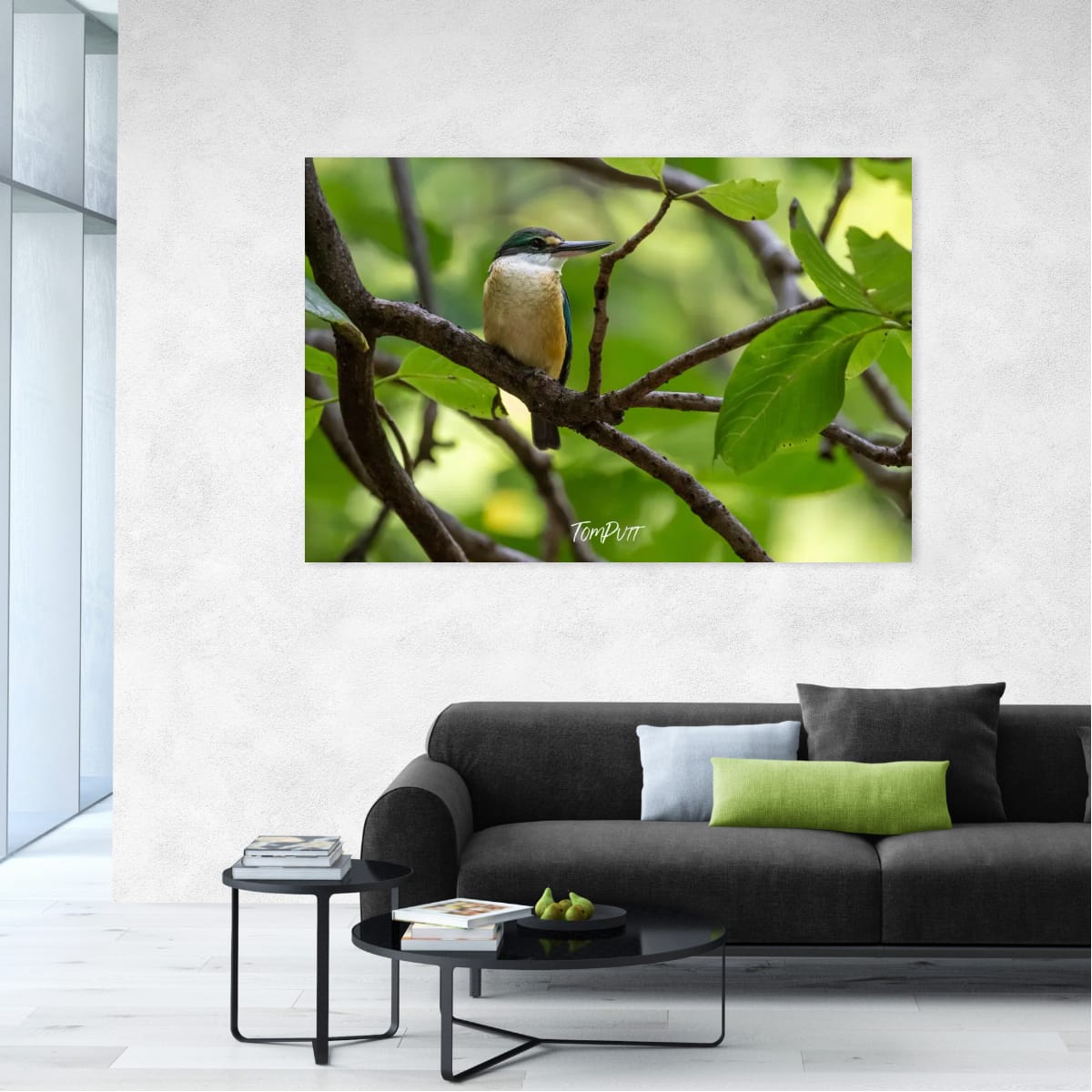 Sacred Kingfisher: Heron Island