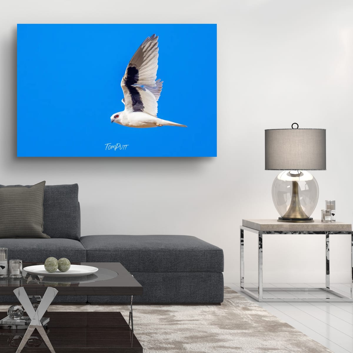 Side-Eye. Letter-Winged Kite
