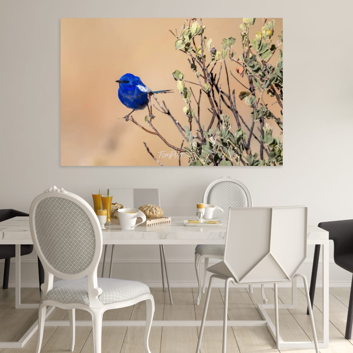 Holding On. White-Winged Fairy Wren
