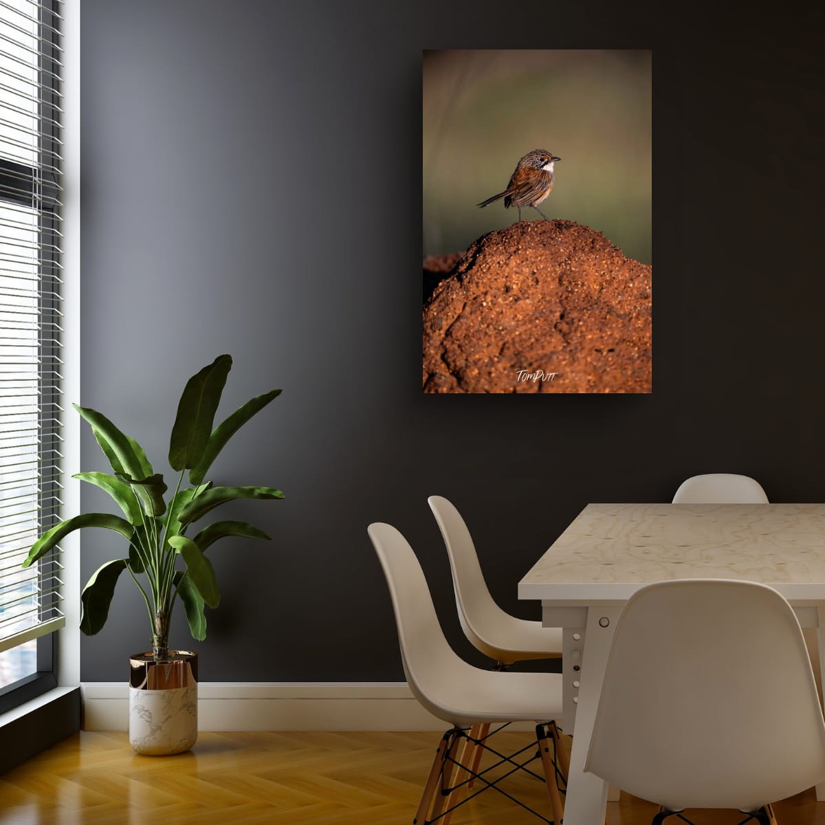 Opalton Grasswren Lookout