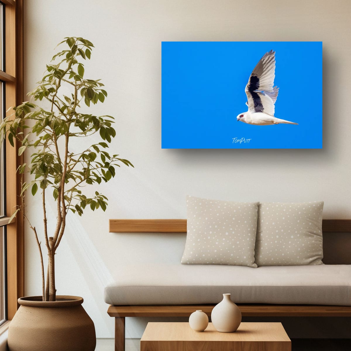 Side-Eye. Letter-Winged Kite