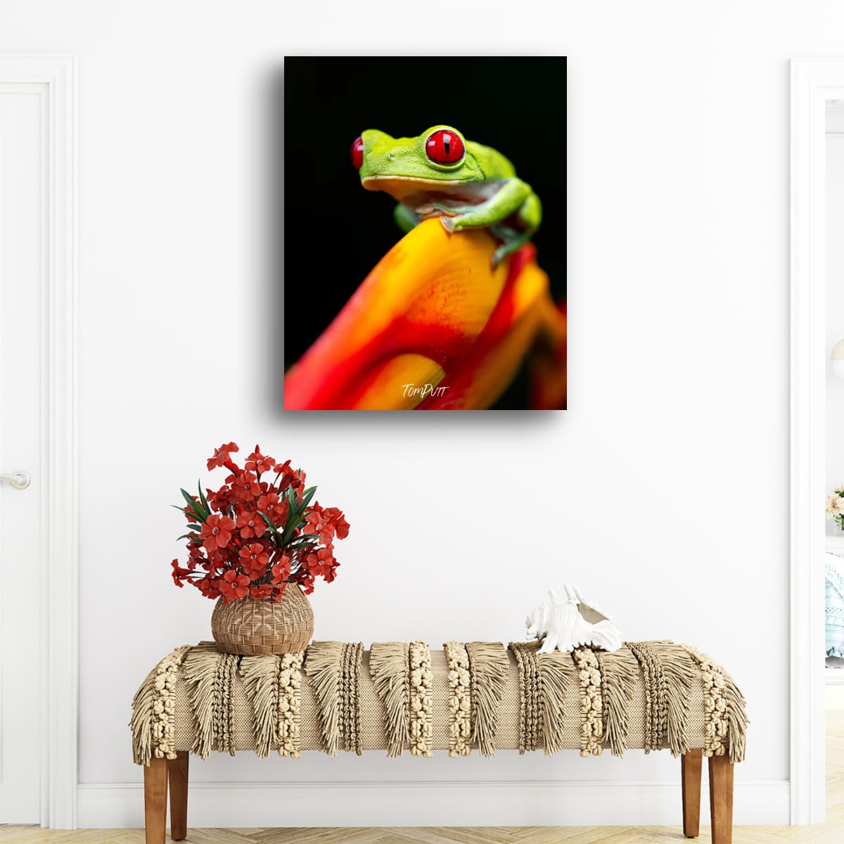 Red-eyed Tree Frog, Costa Rica