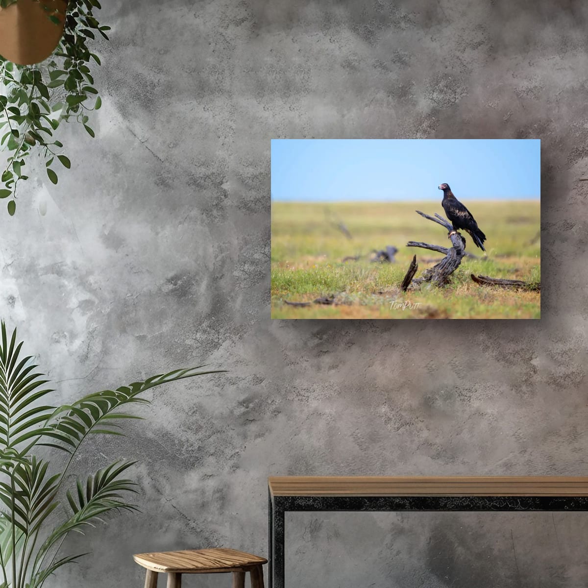 Keeping Watch. Wedge-Tailed Eagle
