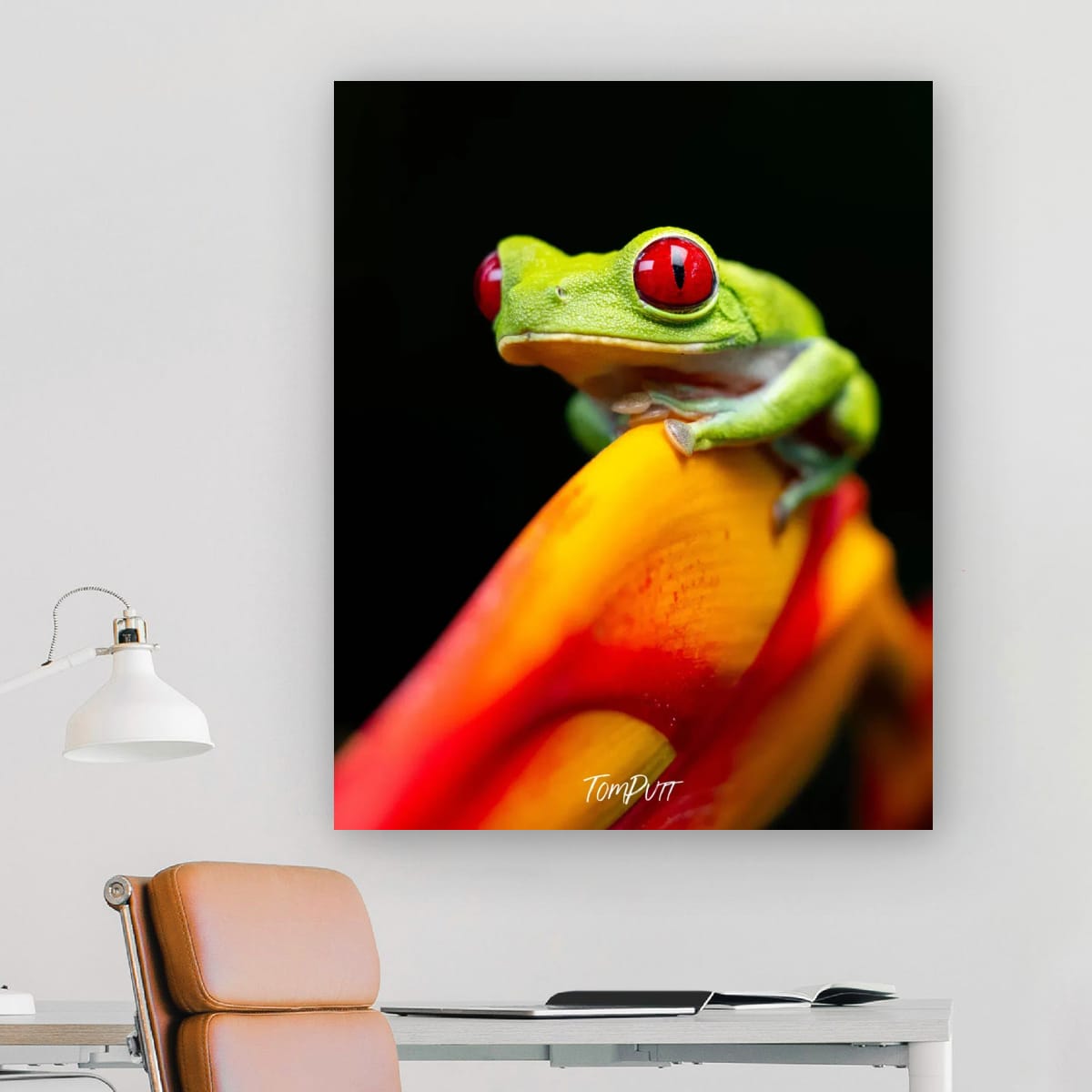 Red-eyed Tree Frog, Costa Rica