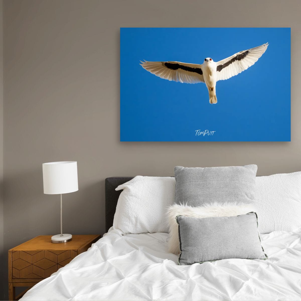 Magestic Flight. Letter-Winged Kite