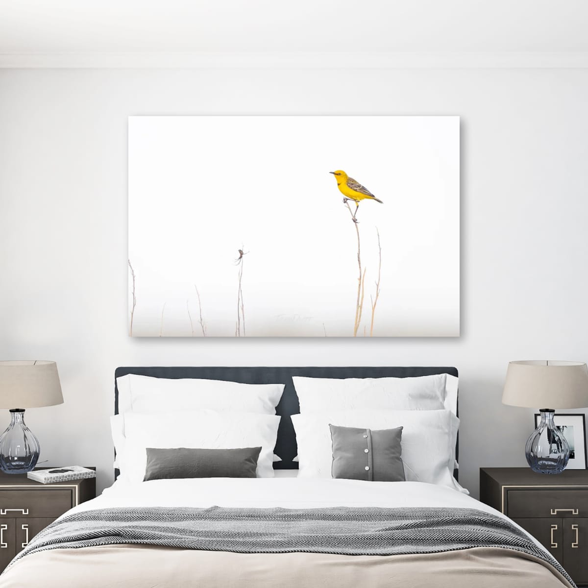 Goldern Perch. Yellow Chat