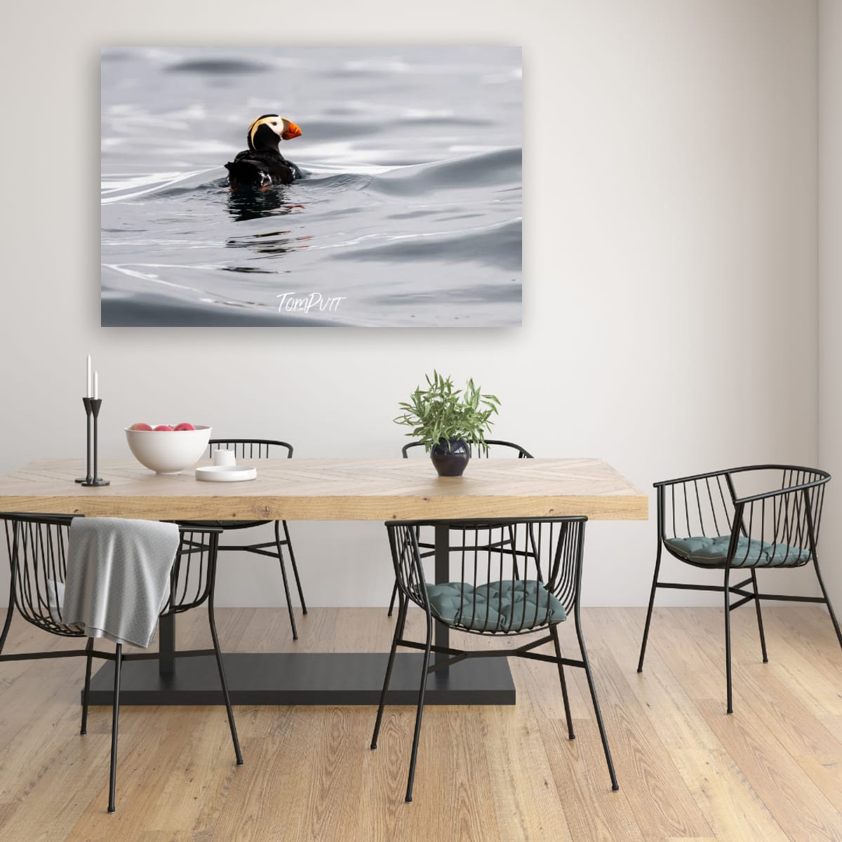 Elegant Float: Tufted Puffin
