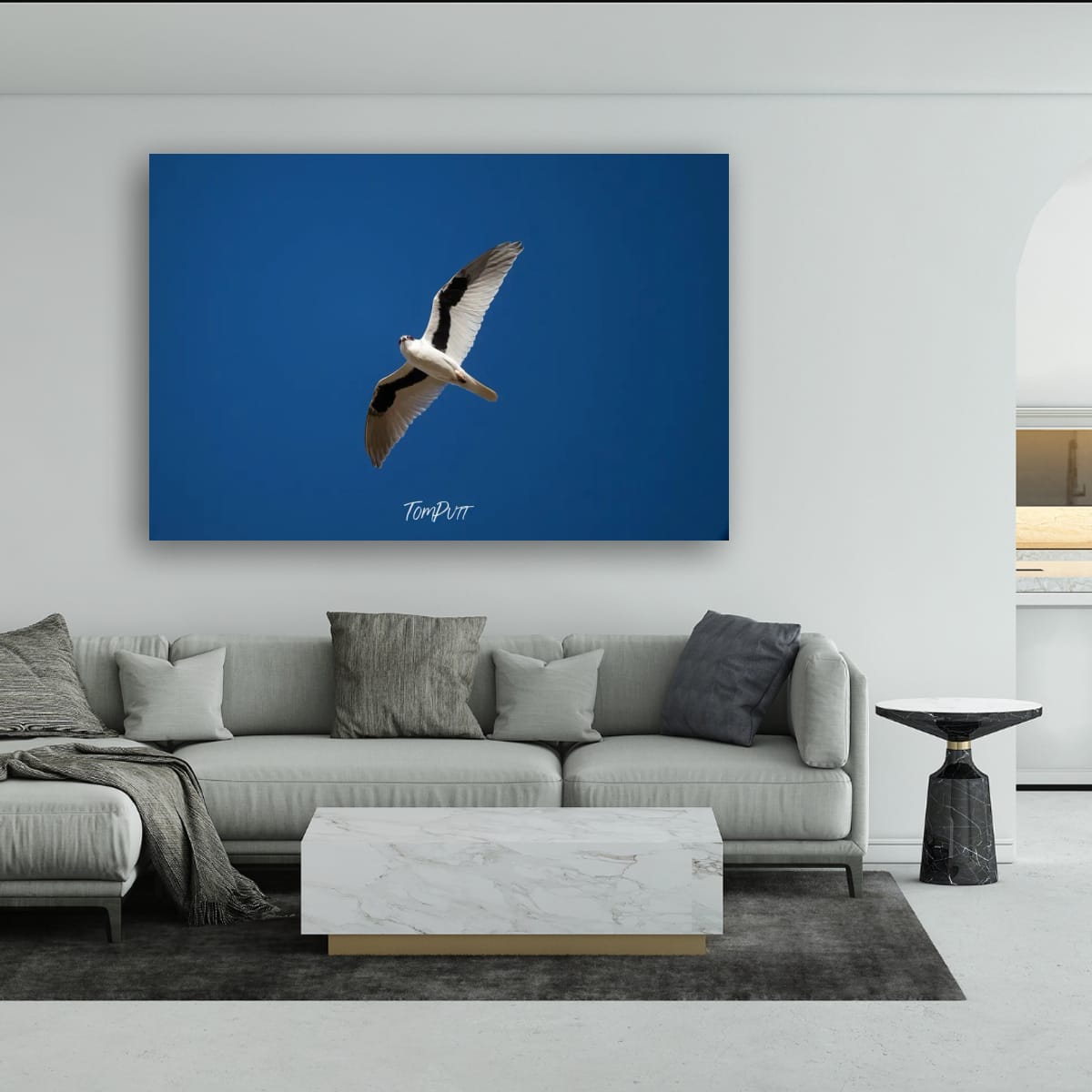 Patience of the Letter-Winged Kite