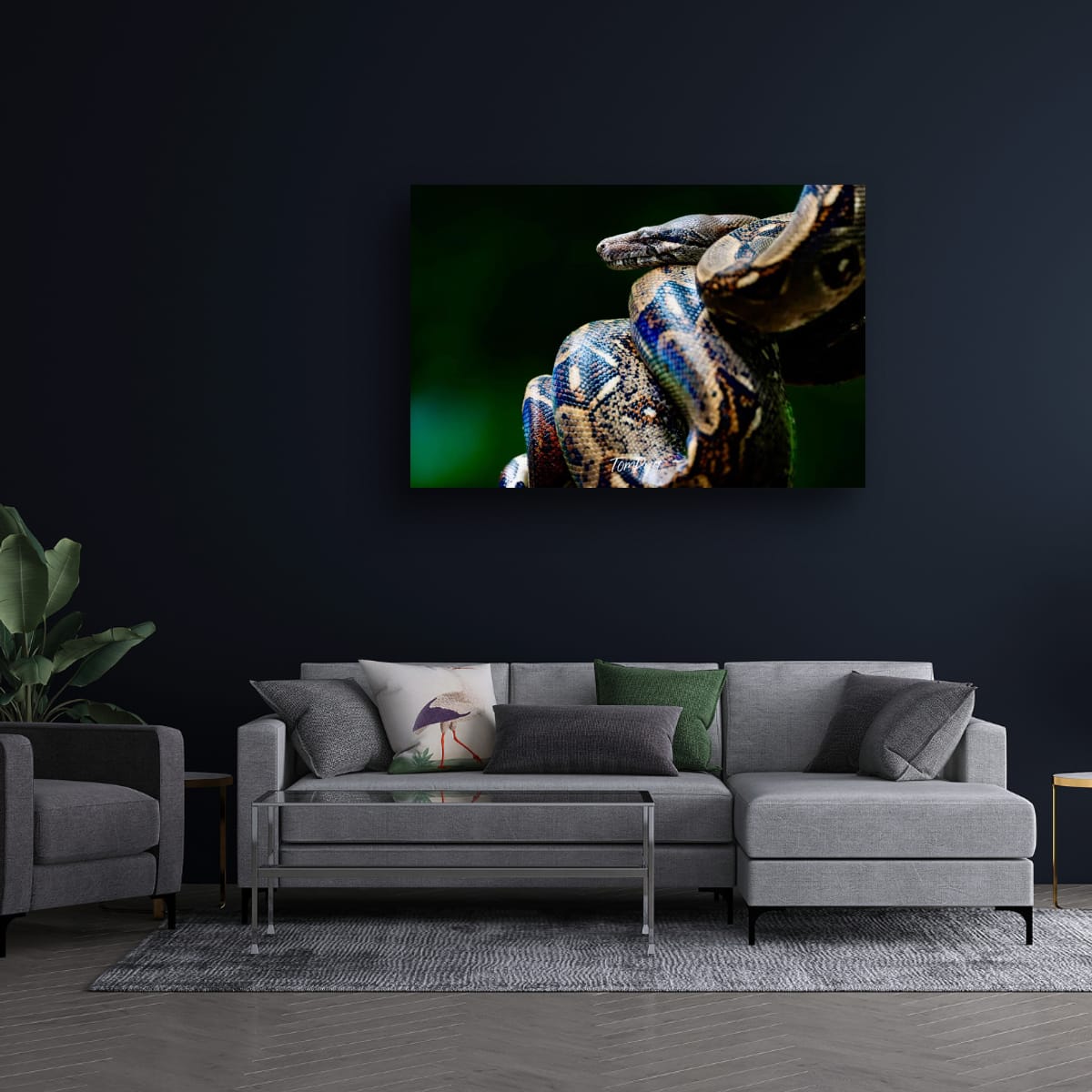 Boa Constrictor, Costa Rica