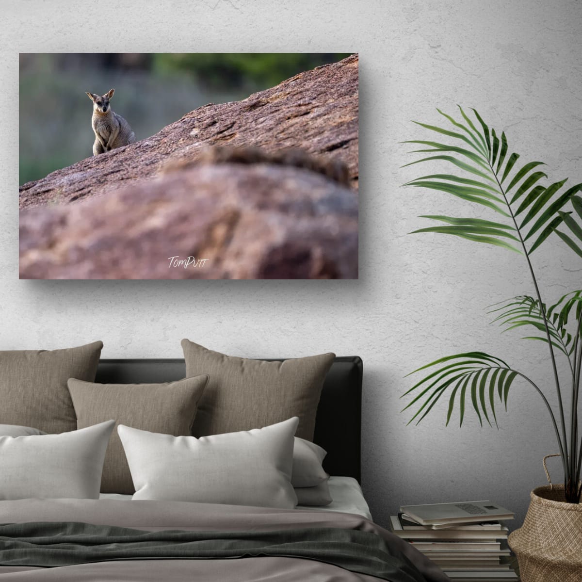 Peeking. Purple-Necked Rock Wallaby