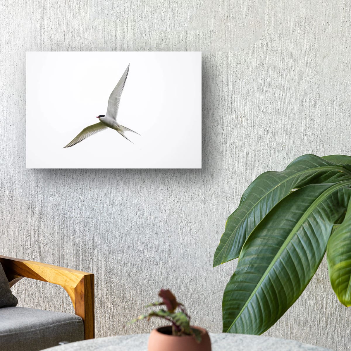 Iceland Gliding Arctic Tern