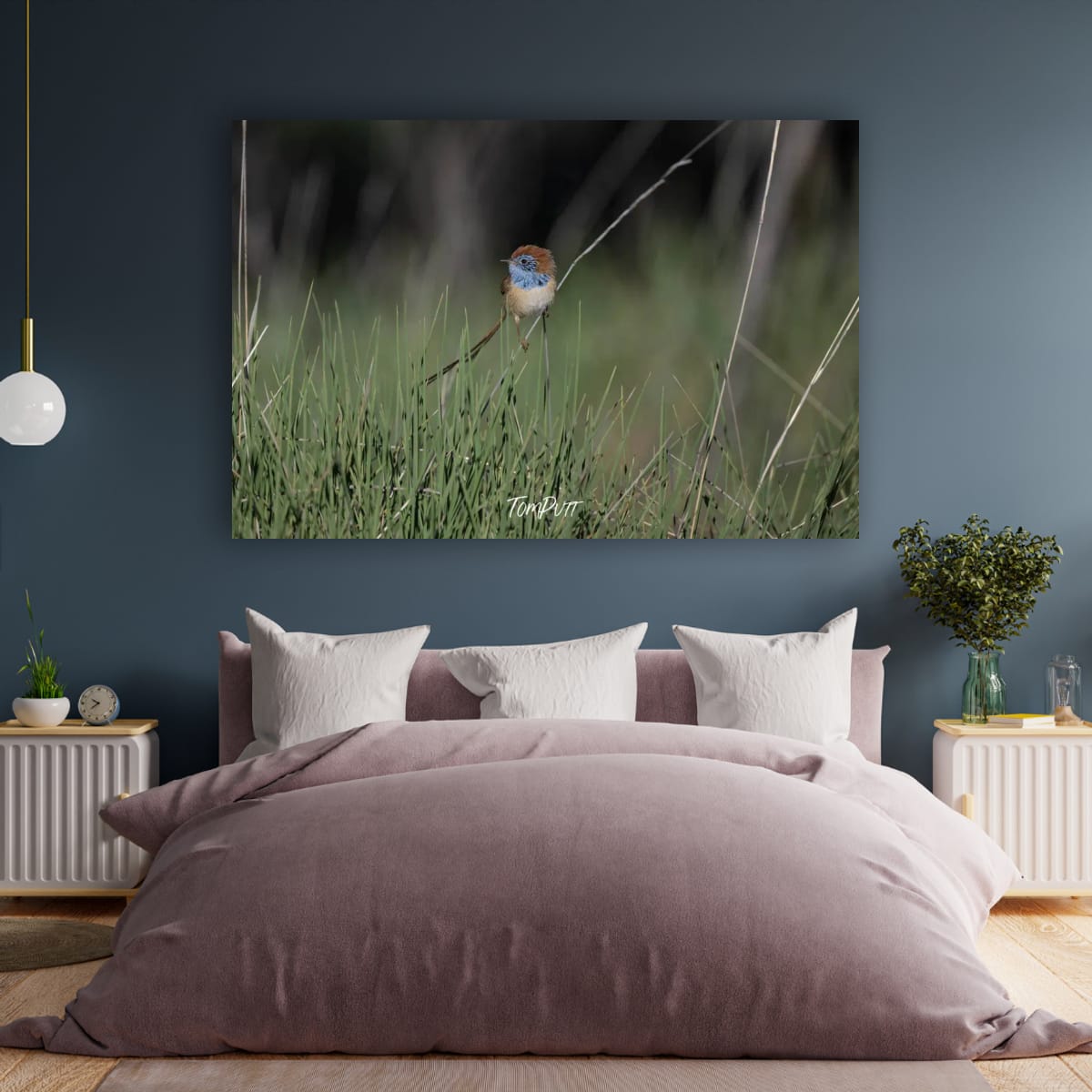 Rufous-Crowned Emu-Wren