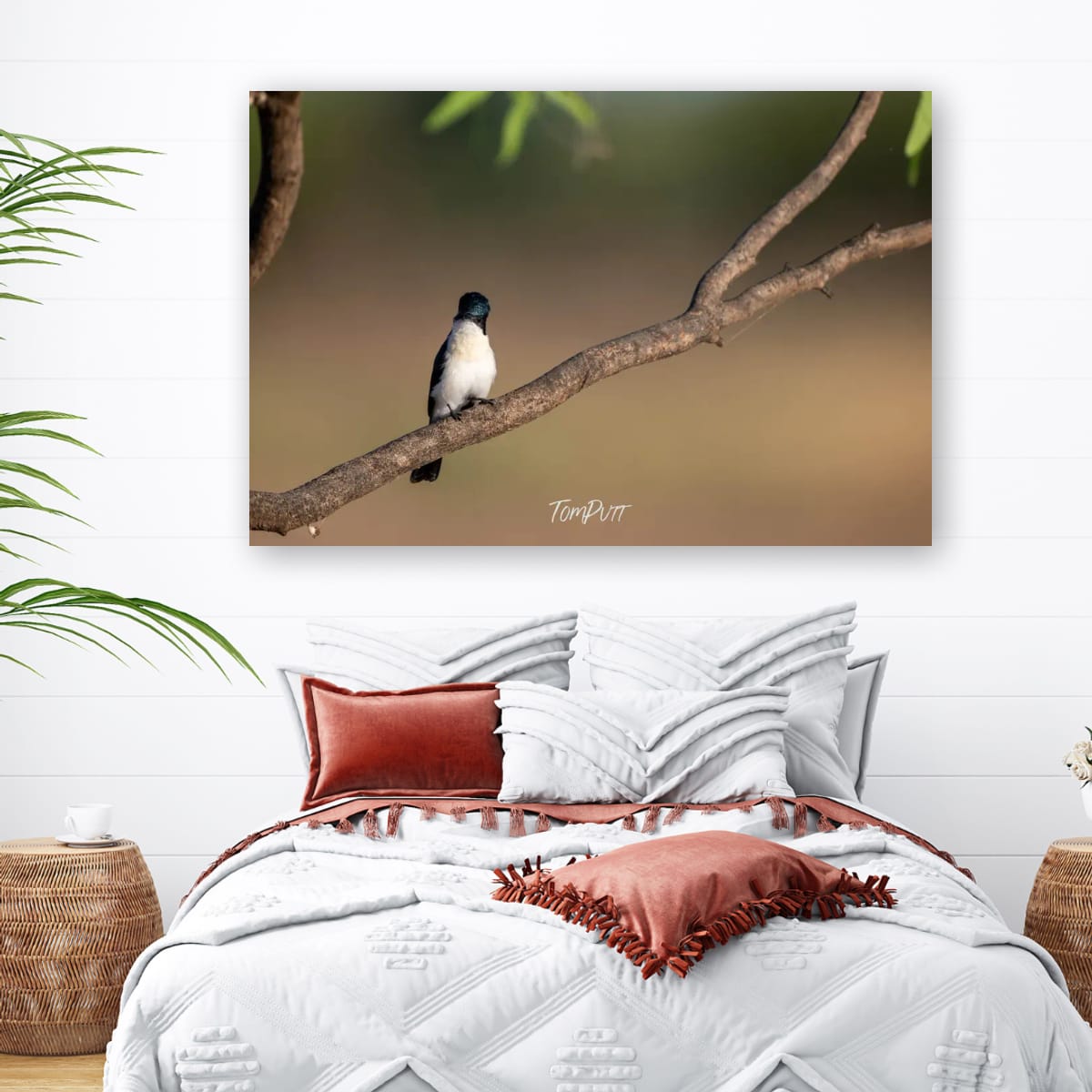 Looking Back. Paperbark Flycatcher