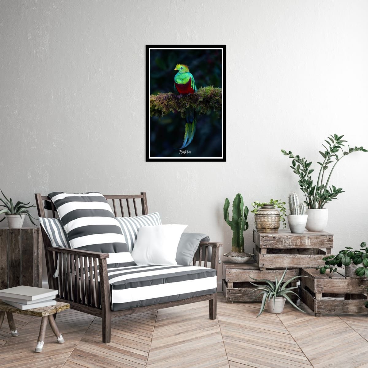 Resplendent Quetzal, Costa Rica