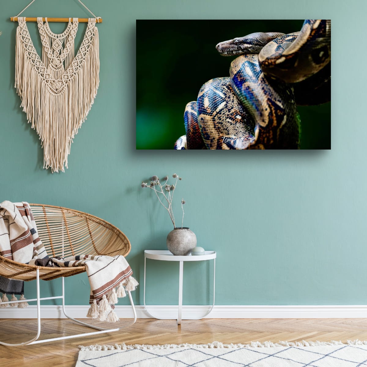 Boa Constrictor, Costa Rica