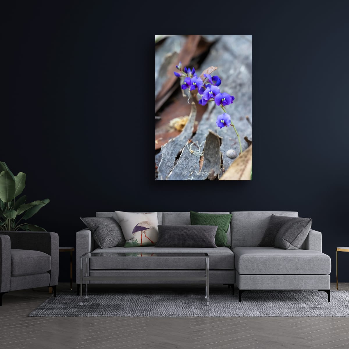 Purple on Grey, Carnarvon Gorge