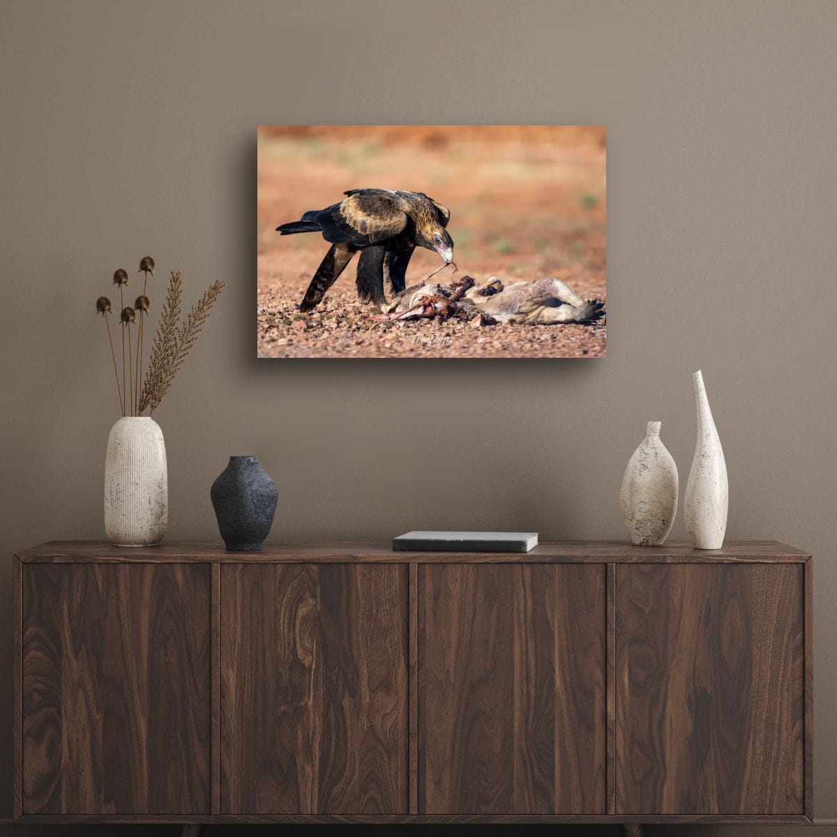 Lunch Time. Wedge-Tailed Eagle