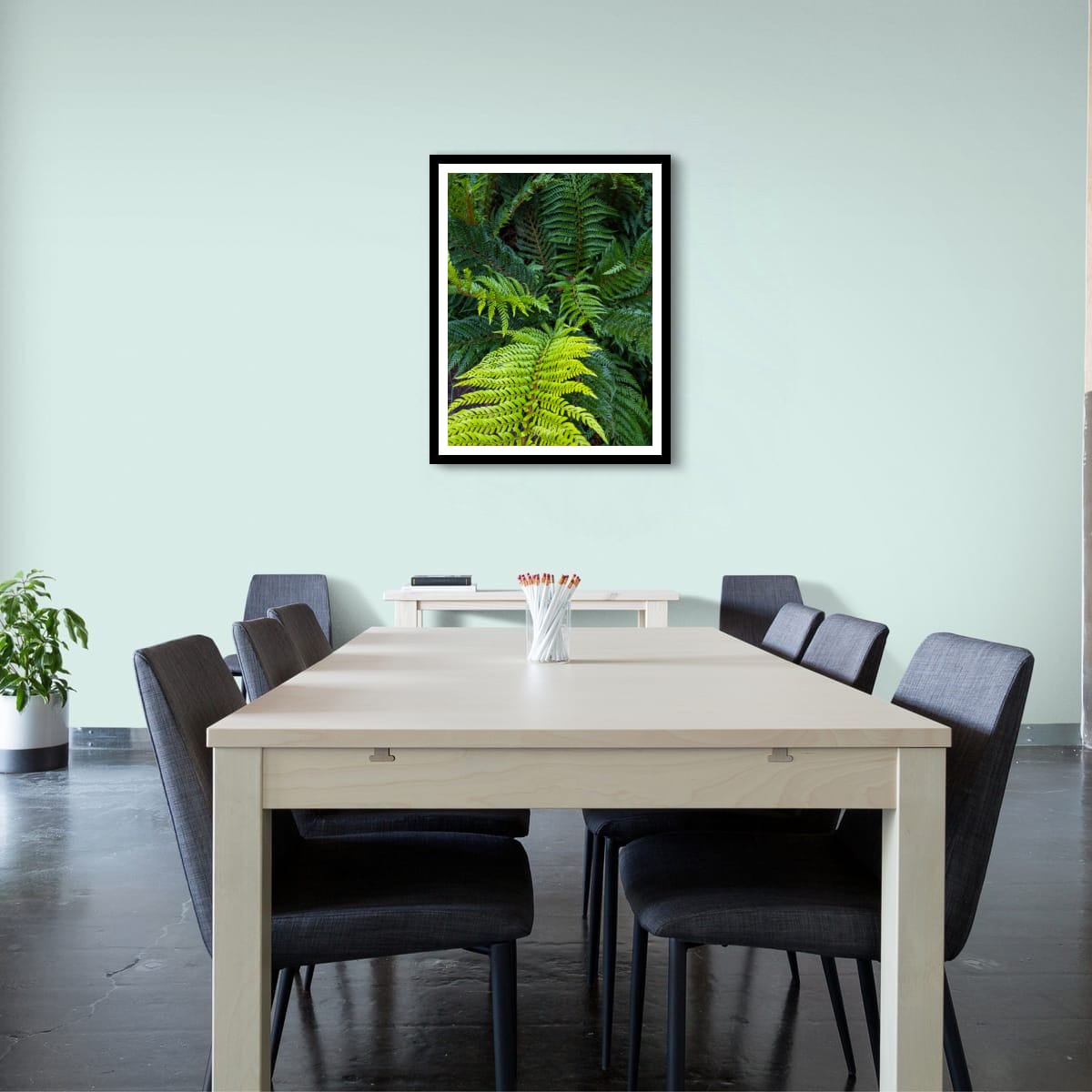 Lush Ferns, Mt Baw Baw
