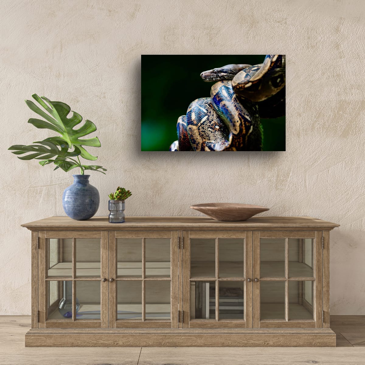 Boa Constrictor, Costa Rica