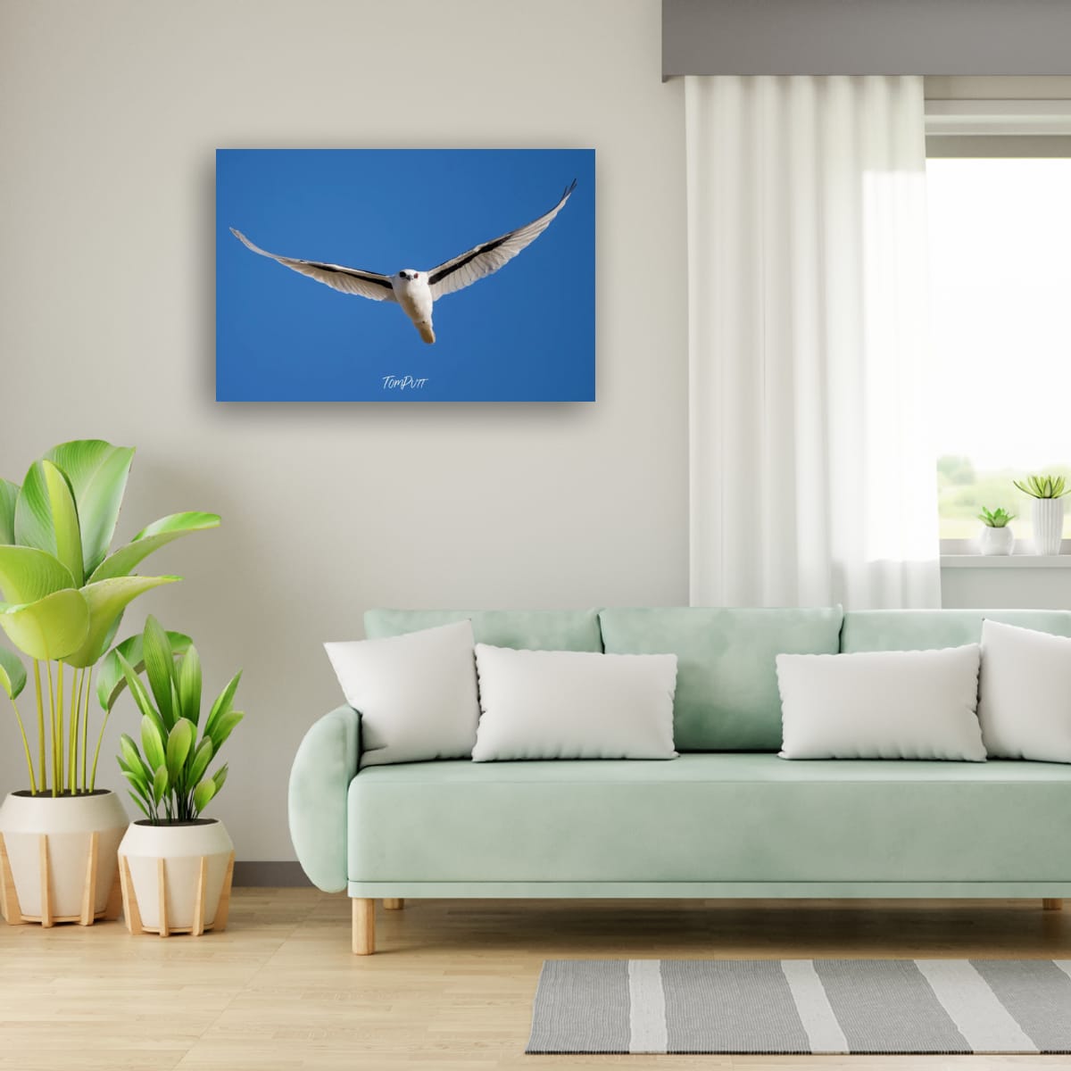 Graceful Flight. Letter-Winged Kite