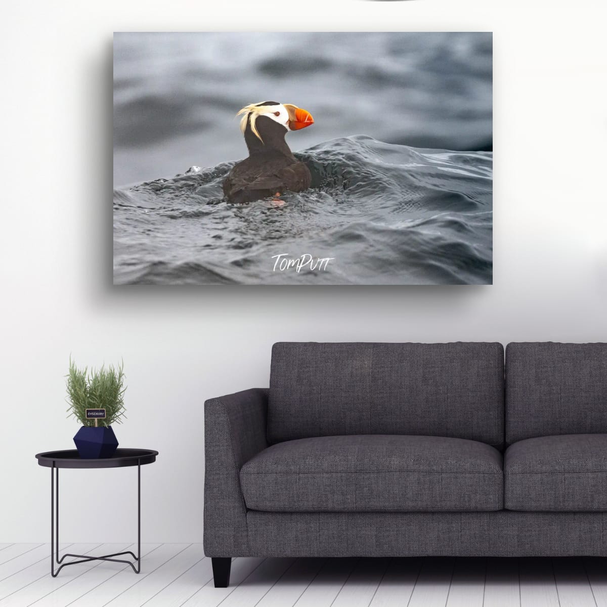 A Quiet Moment: Tufted Puffin