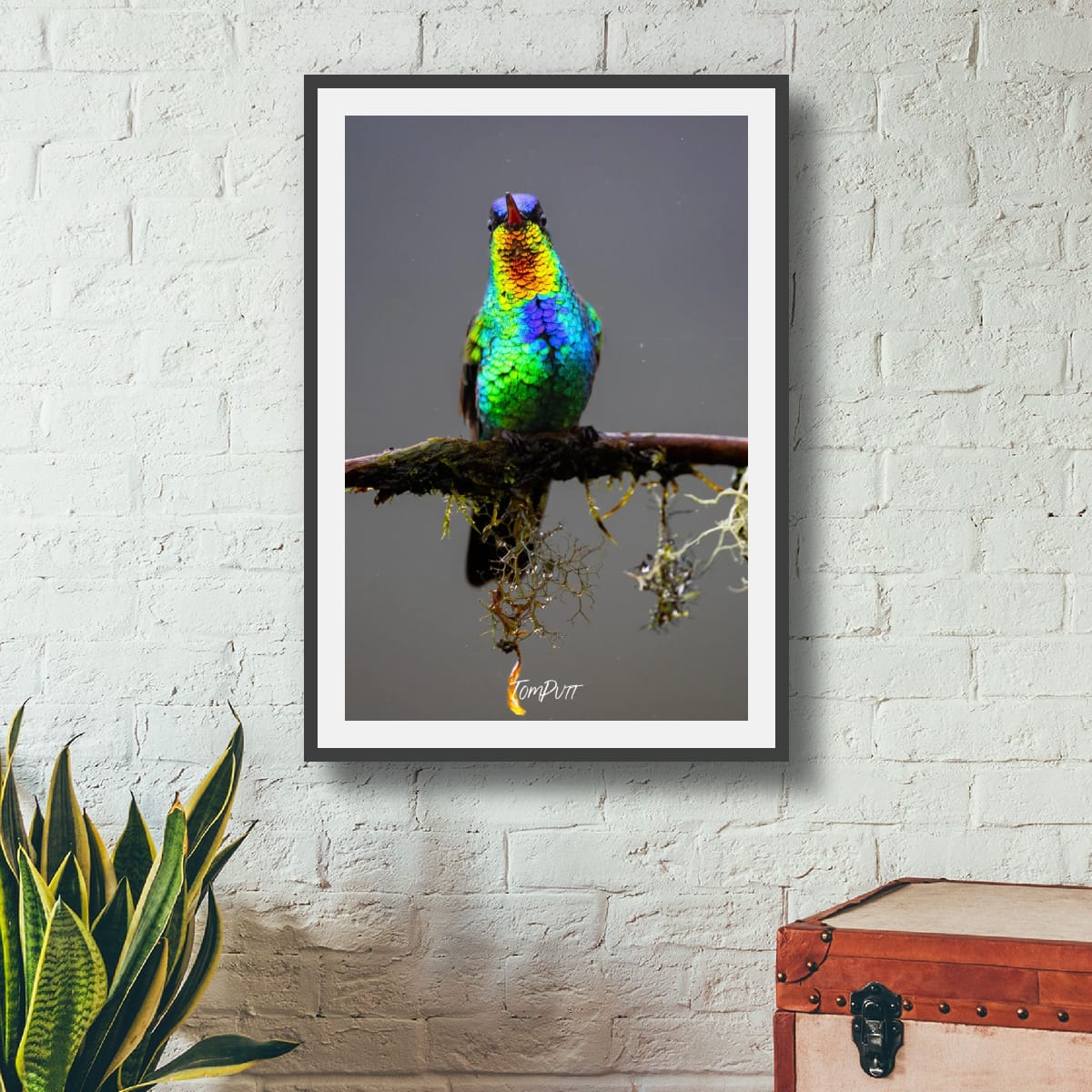 Fiery-throated Hummingbird #2, Costa Rica