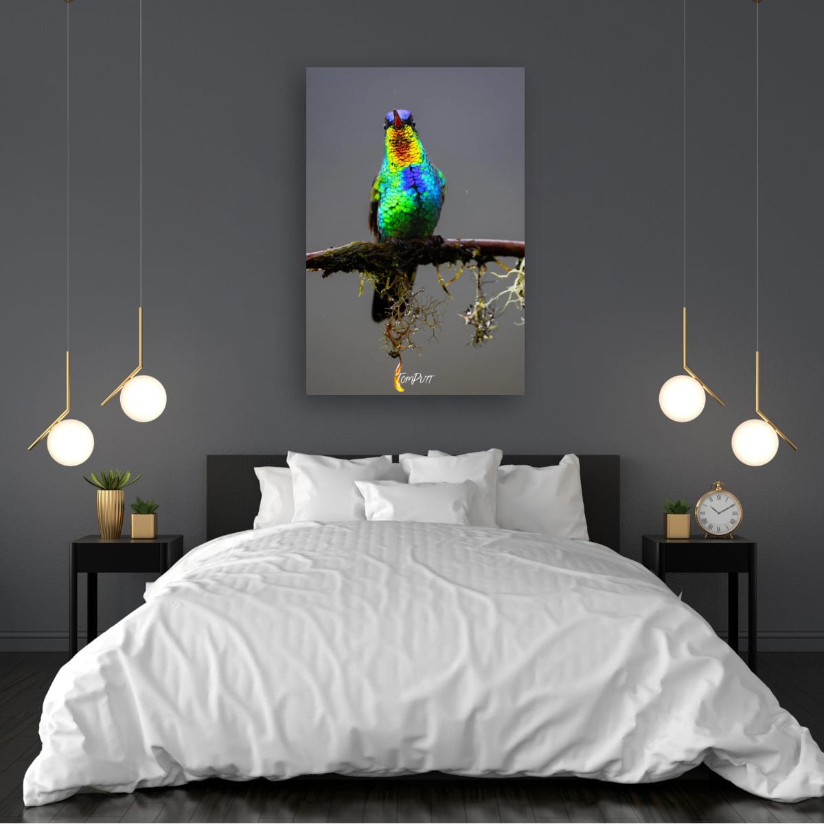 Fiery-throated Hummingbird #2, Costa Rica