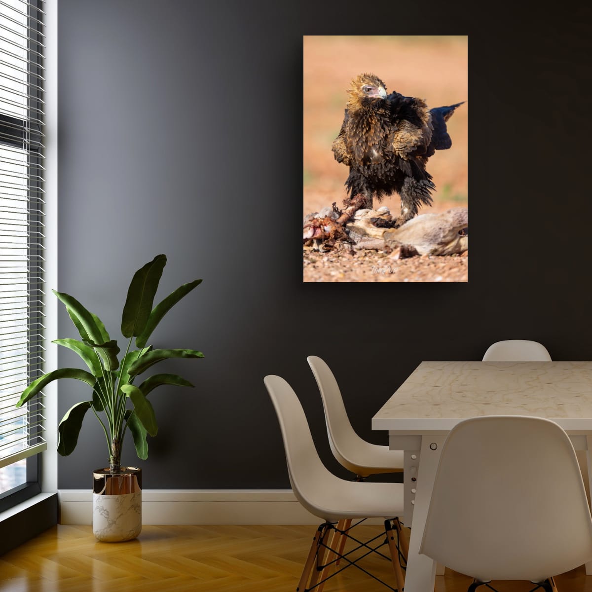 Predator. Wedge-Tailed Eagle