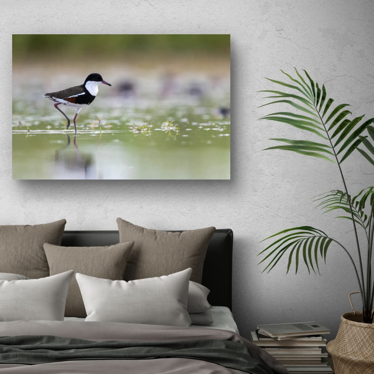 In the Shallows. Red-Kneed Dotterel