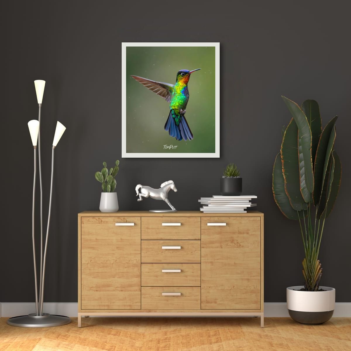 Fiery-throated Hummingbird, Costa Rica