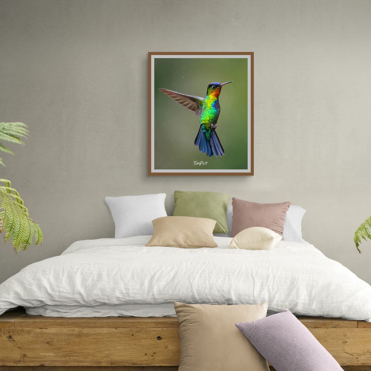 Fiery-throated Hummingbird, Costa Rica