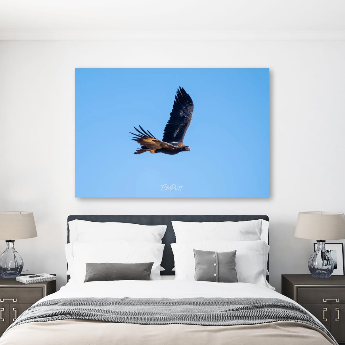 Wedge-Tailed Eagle in Flight