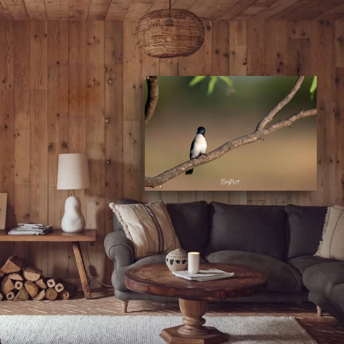 Looking Back. Paperbark Flycatcher