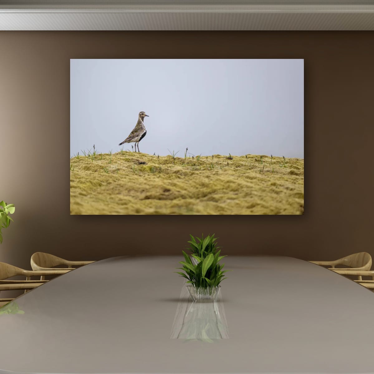 Vigilant Golden Plover