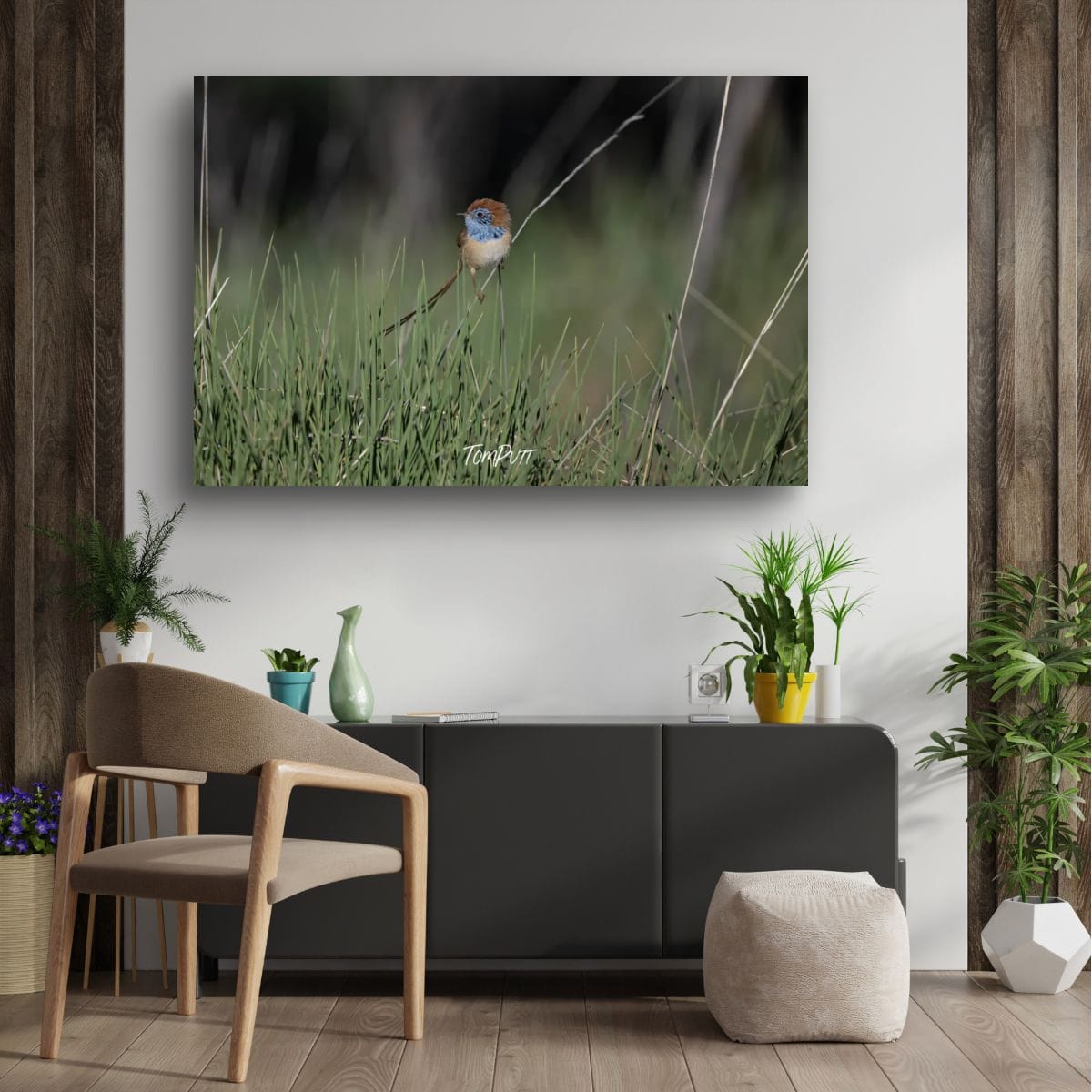 Rufous-Crowned Emu-Wren