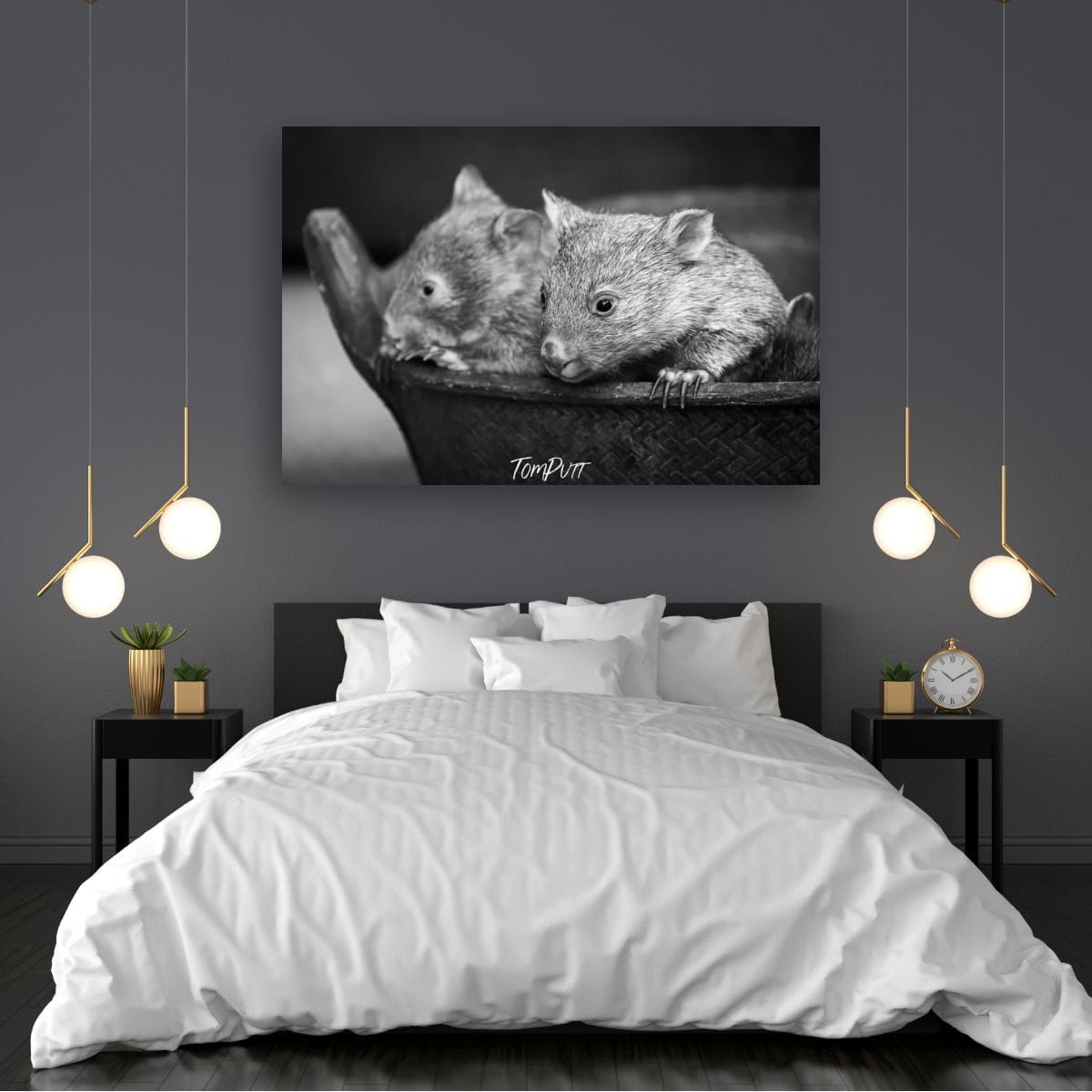 Cuddles, Flinders Island, Tasmania