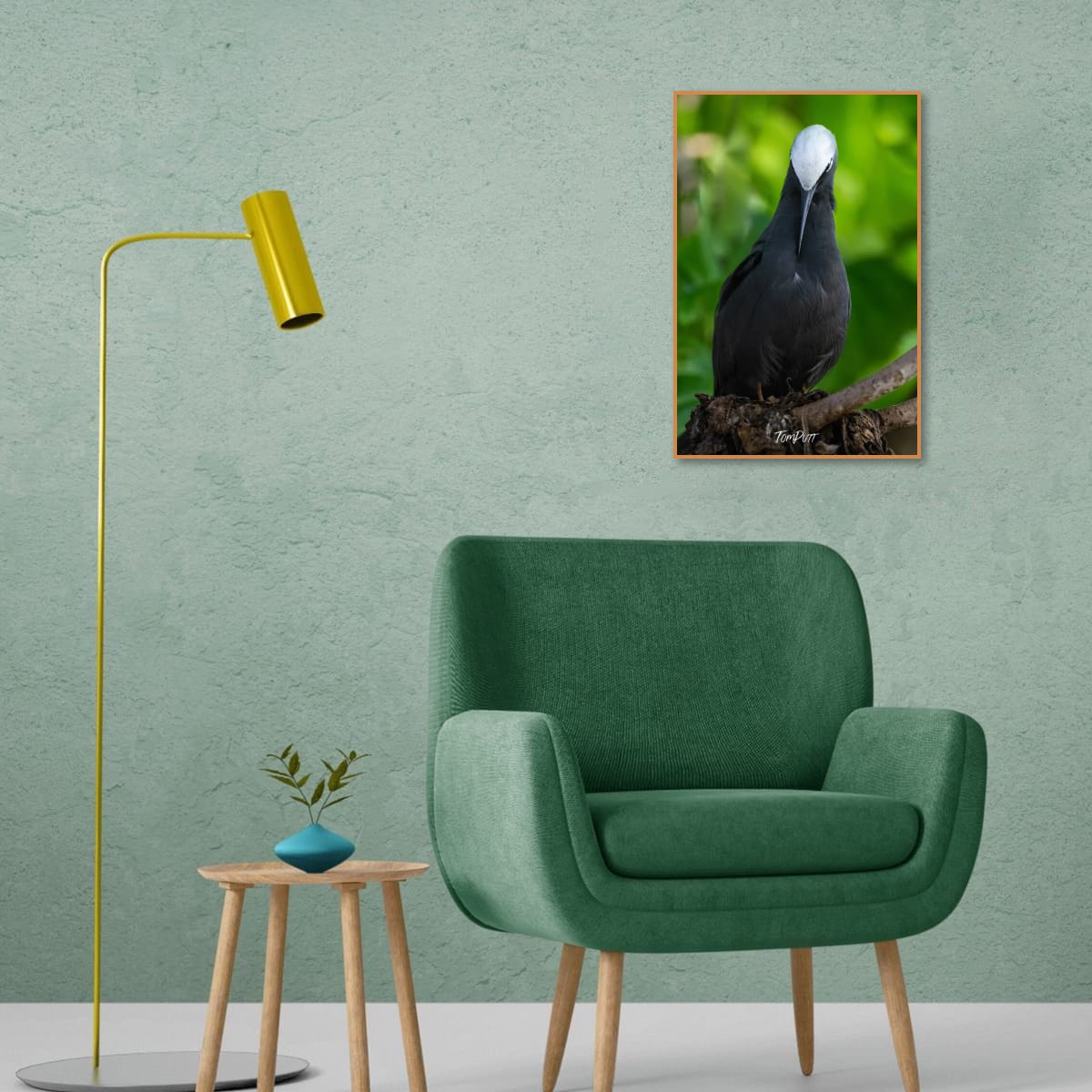 Perched Elegance: Black Noddy