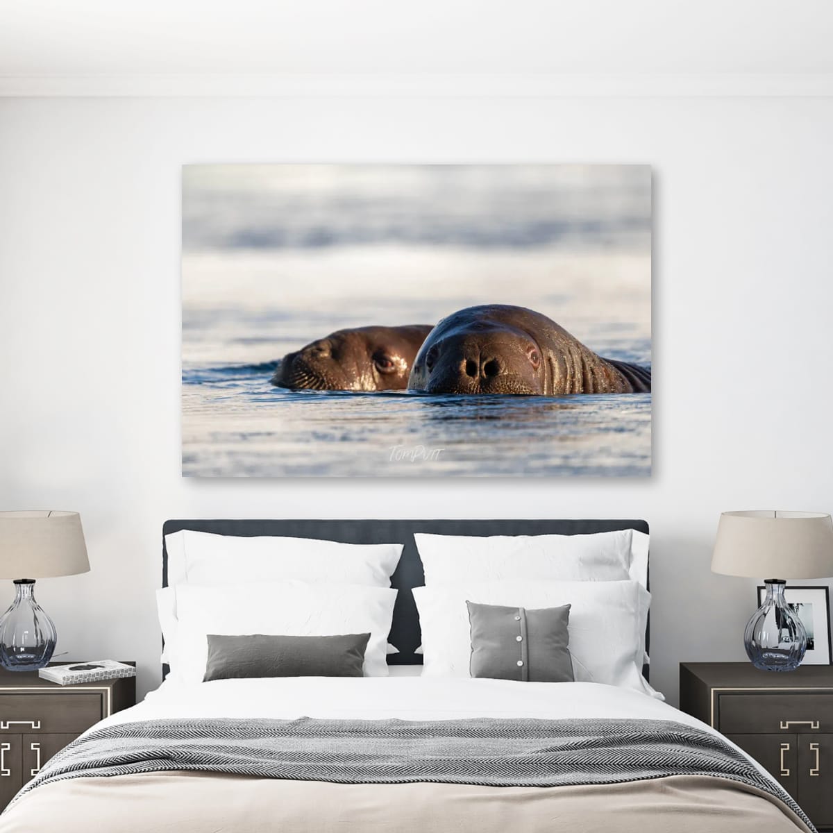 Walrus Watch, Svalbard