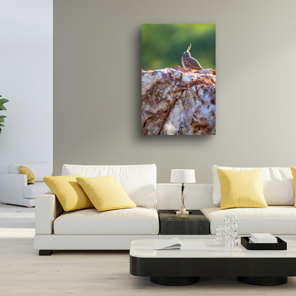Spinifex Pigeon on the Rocks