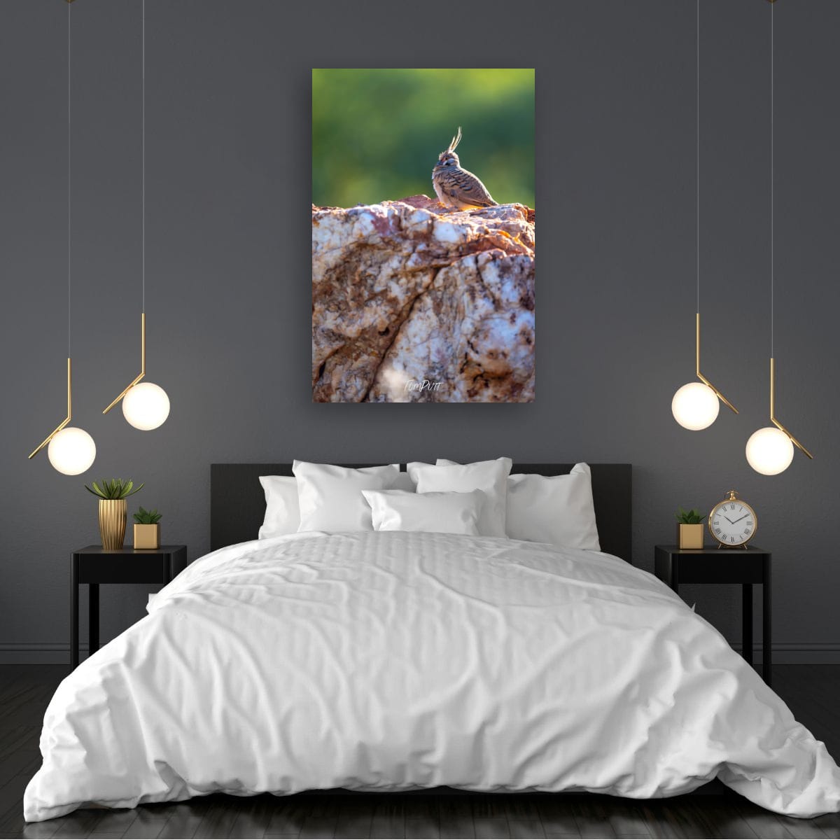 Spinifex Pigeon on the Rocks