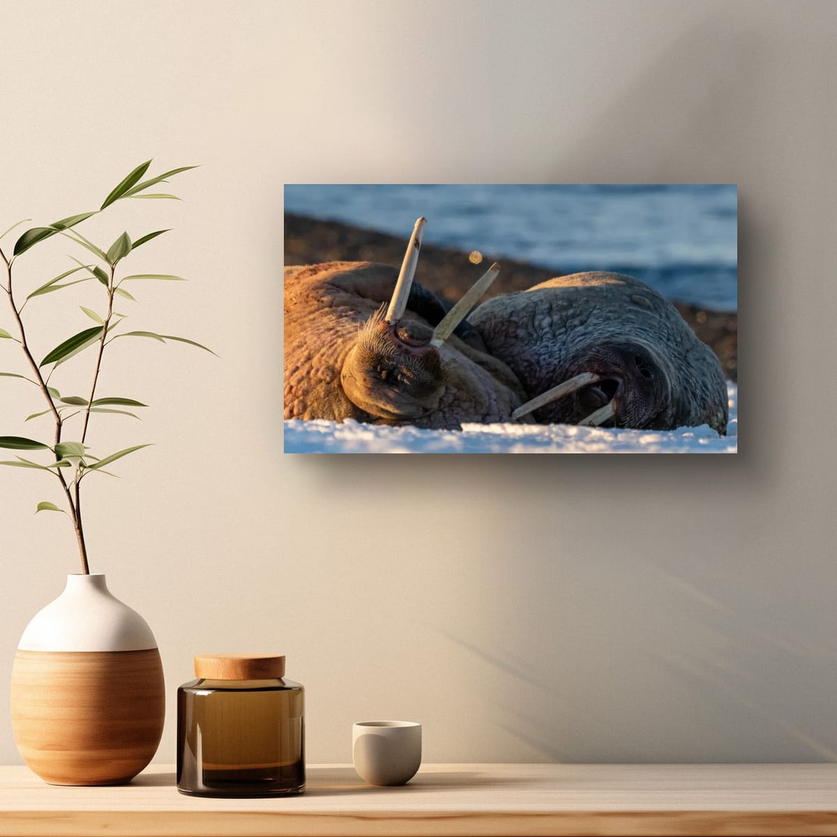 Walrus Basking, Svalbard
