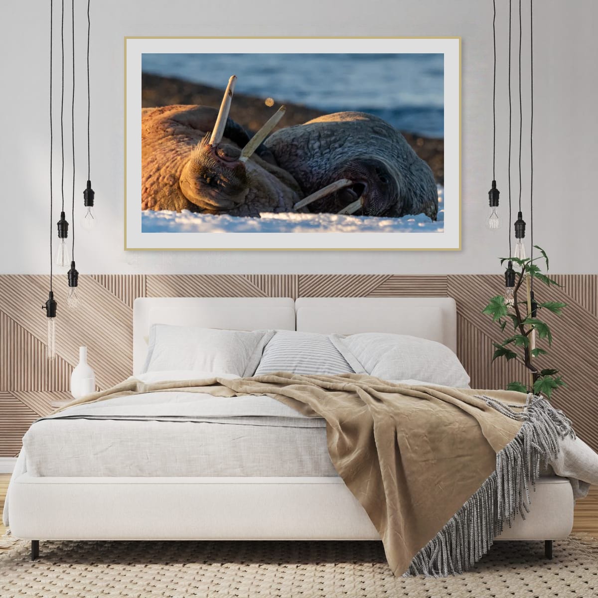 Walrus Basking, Svalbard
