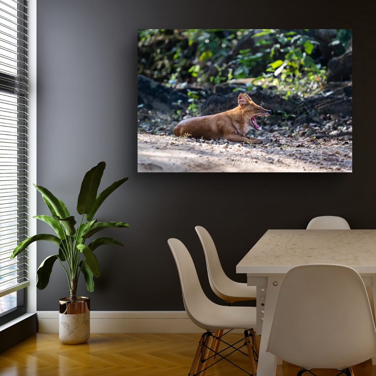 Big Yawn: Indian Wild Dog