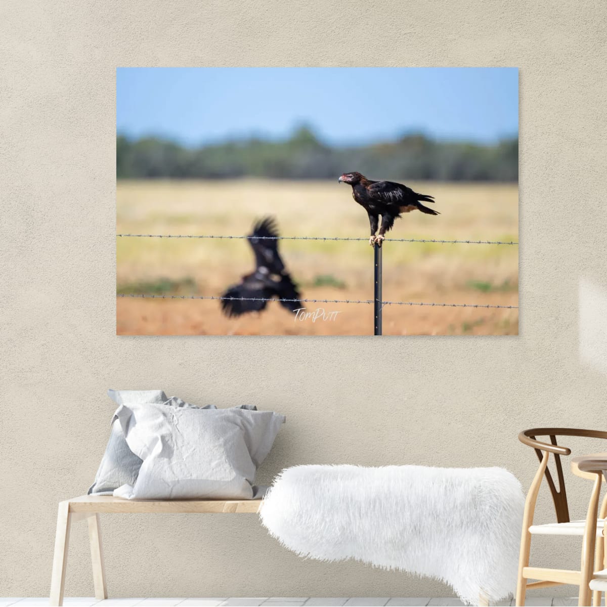 On The Fence. Wedge-Tailed Eagle