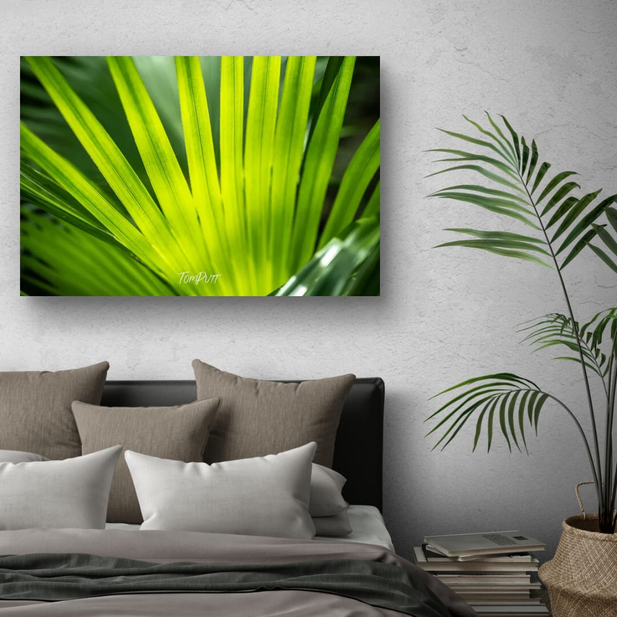 Palm Geometry, Carnarvon Gorge