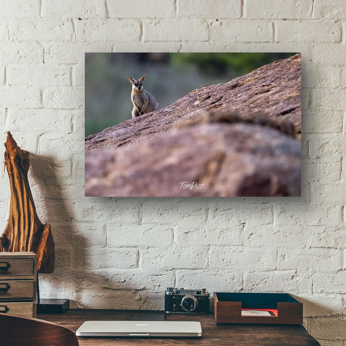Peeking. Purple-Necked Rock Wallaby