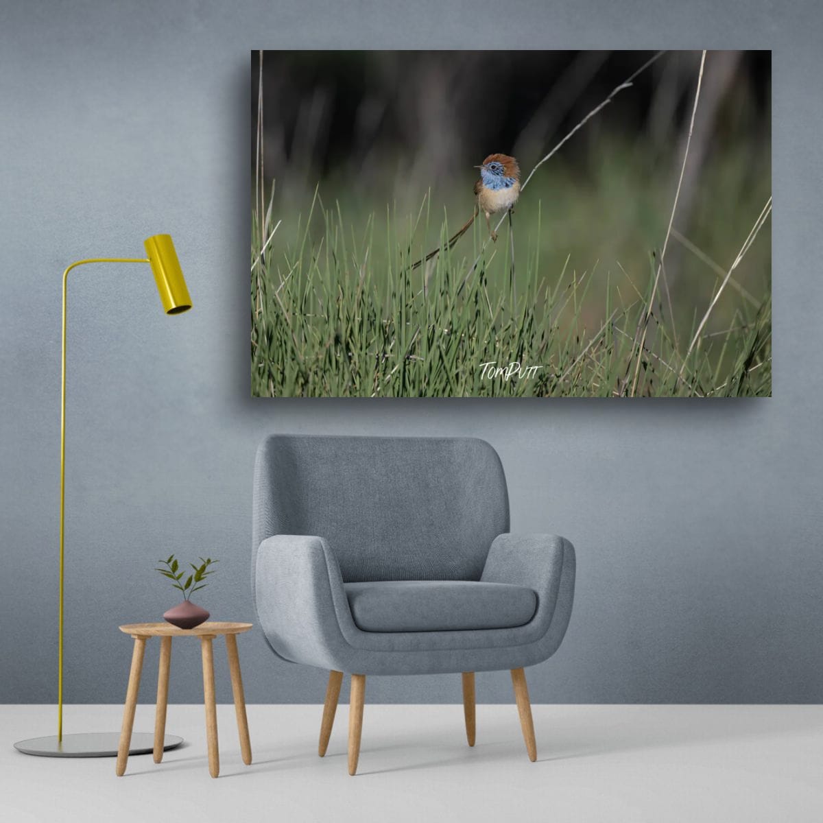 Rufous-Crowned Emu-Wren